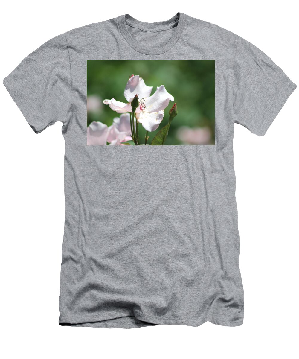 Misty T-Shirt featuring the photograph Single Classic Pink Country Rose and Buds by Colleen Cornelius