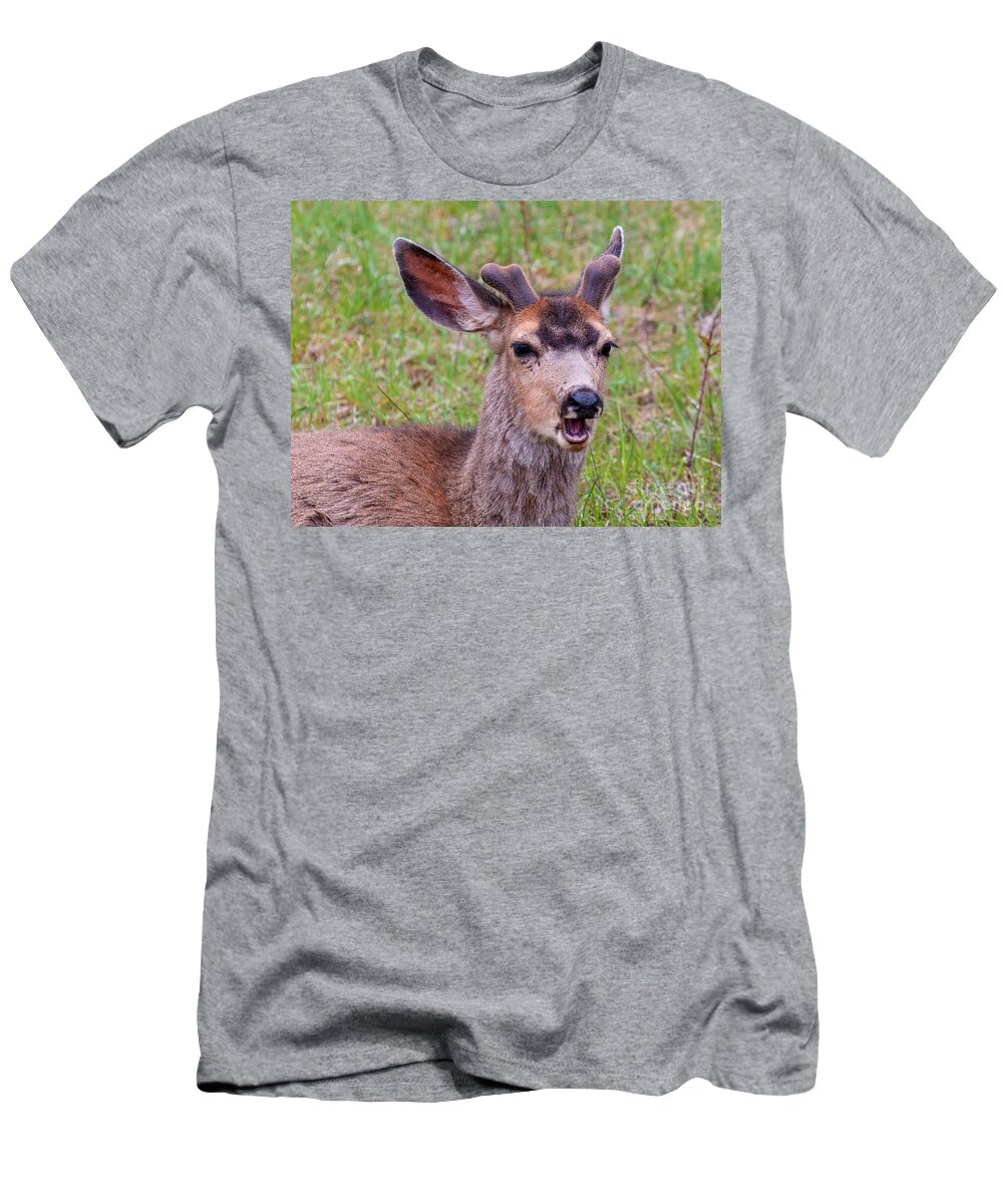 Deer T-Shirt featuring the photograph Springtime Buck Mule Deer by Steven Krull