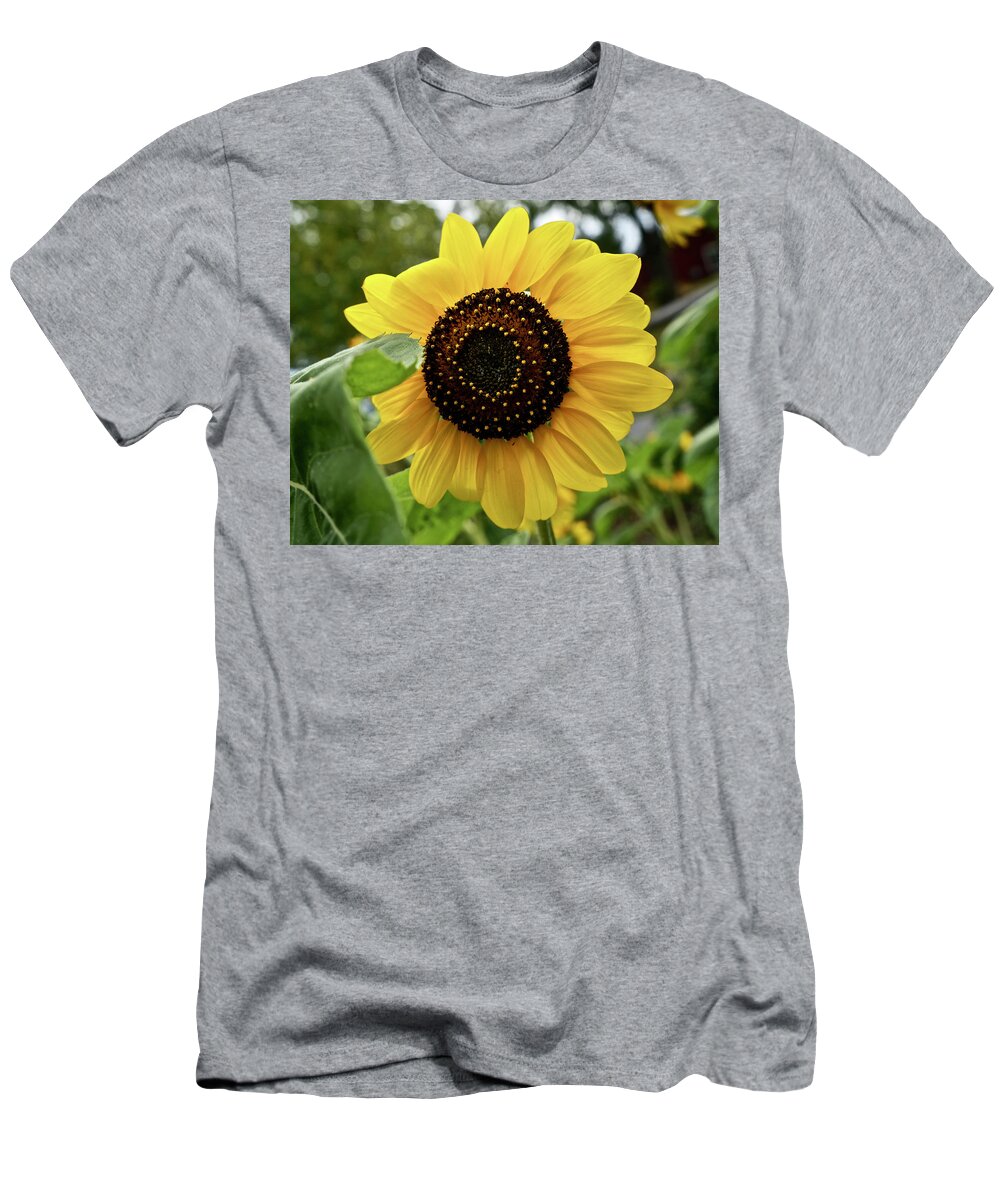 Sunflower T-Shirt featuring the photograph Sunflower by Kathy Ozzard Chism