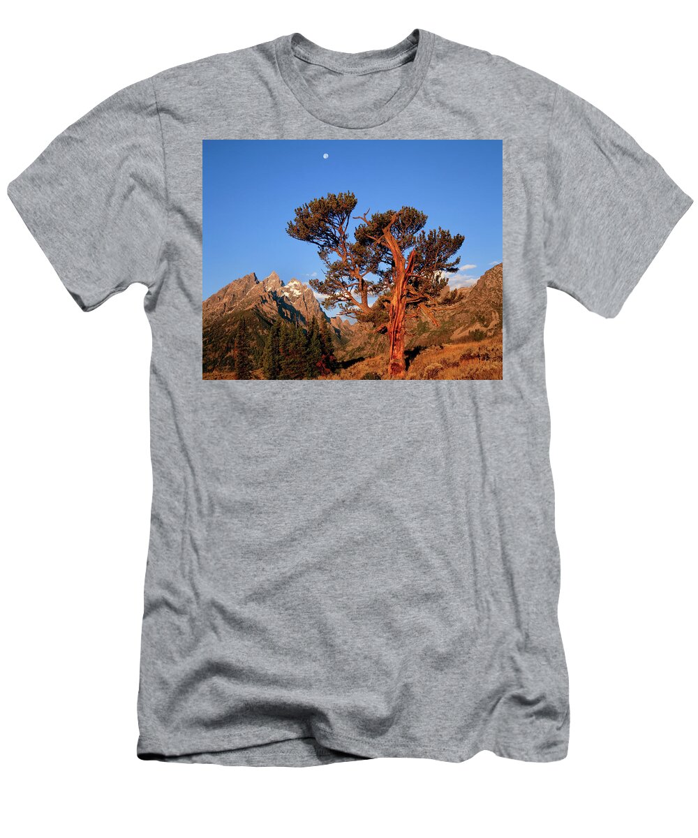 Jeff Foott T-Shirt featuring the photograph The Old Patriarch Bristlecone Pine by Jeff Foott