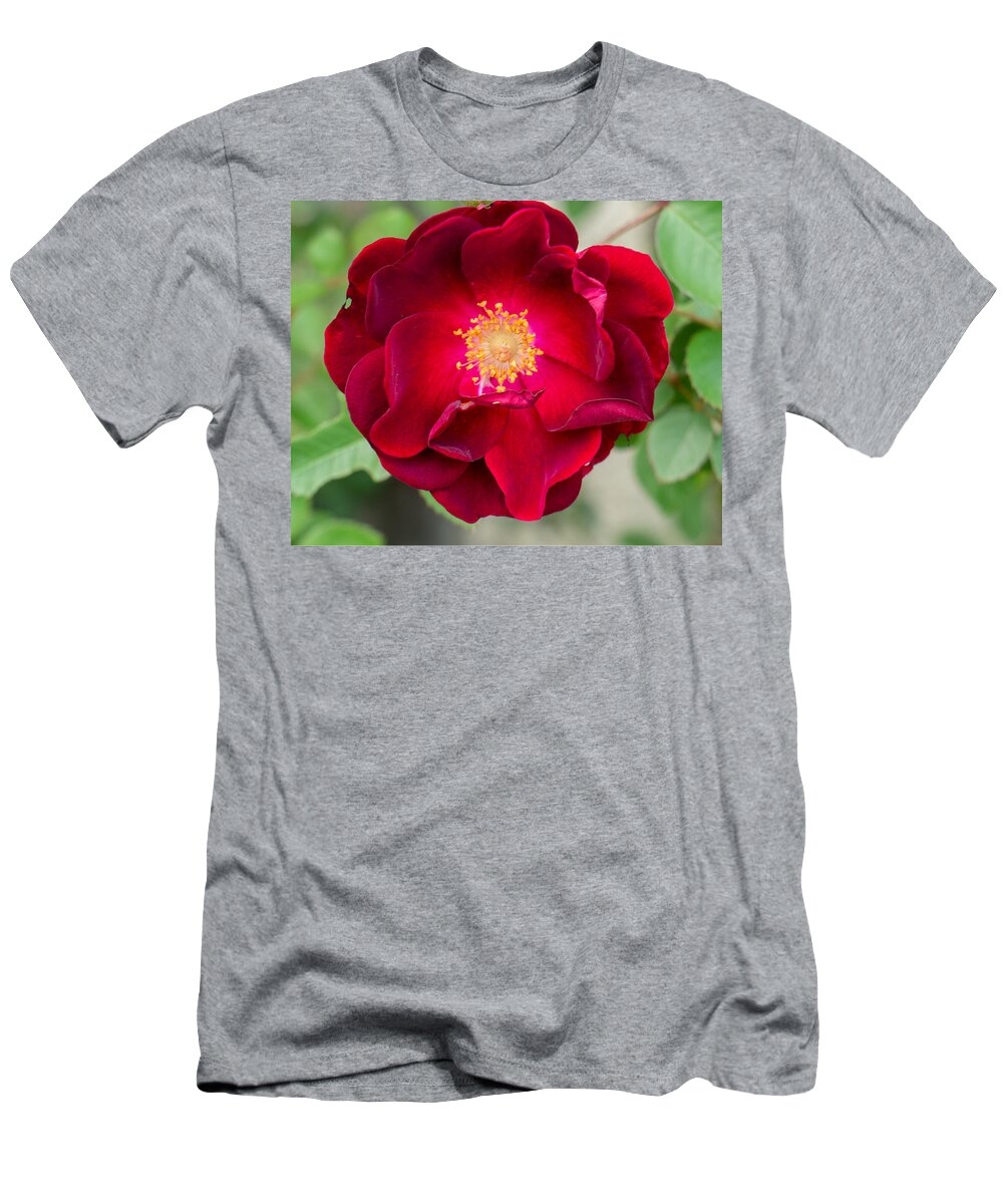 Flower T-Shirt featuring the photograph The Red Rose by Ivars Vilums