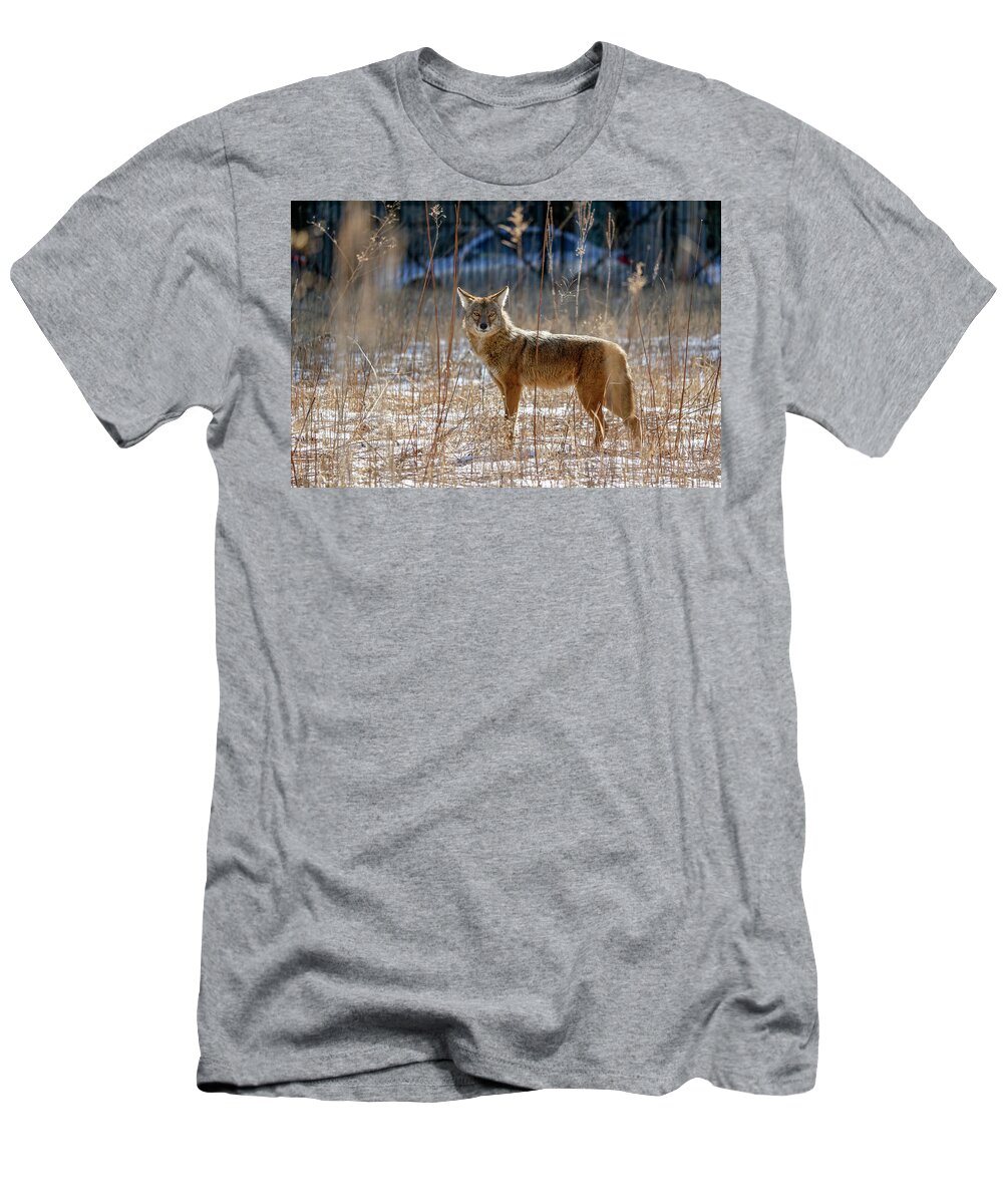 Coyote T-Shirt featuring the photograph The Streeterville Coyote by Todd Bannor
