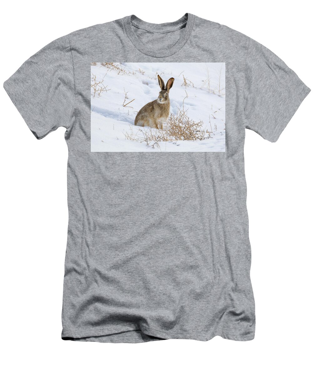 Rabbit T-Shirt featuring the photograph White Tailed Jackrabbit in the Snow by Tony Hake