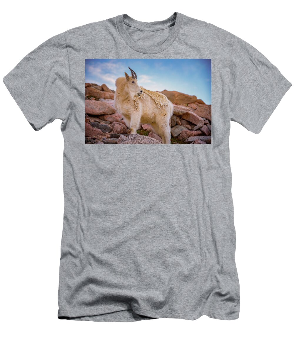 Mount Evans T-Shirt featuring the photograph Billy Goats Scruff #1 by Darren White