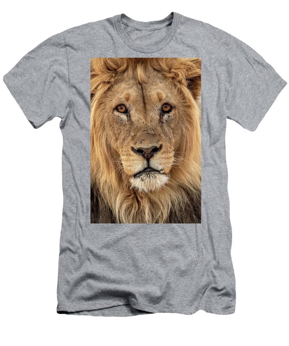Lion T-Shirt featuring the photograph Kgalagadi Lion #1 by MaryJane Sesto