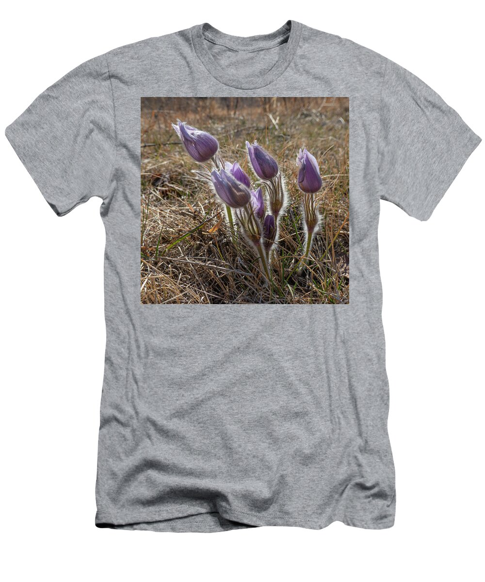 Crocus T-Shirt featuring the photograph Spring Prairie Crocus #1 by Phil And Karen Rispin