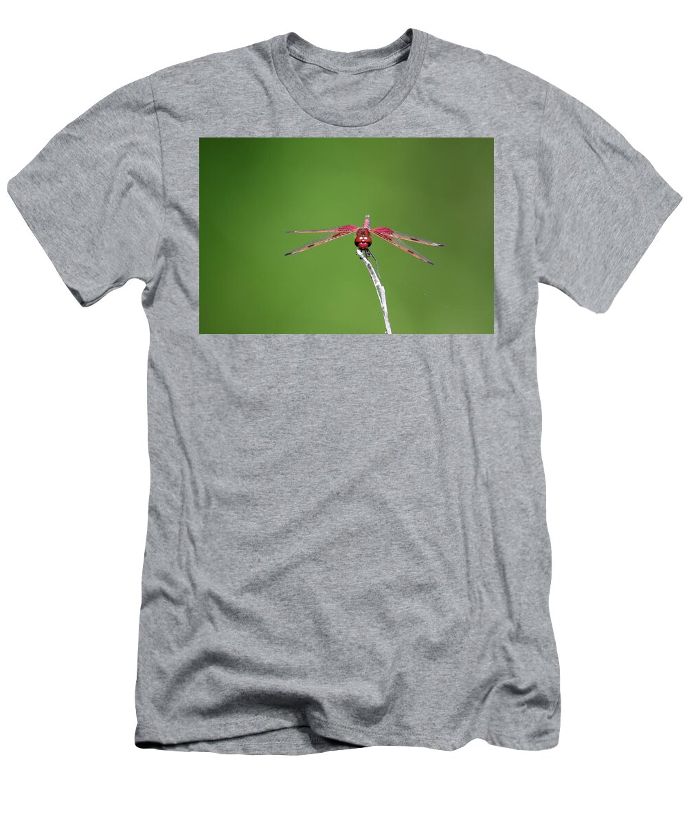 Red Saddlebag Dragonfly T-Shirt featuring the photograph Red Saddlebag Dragonfly #10 by Brook Burling