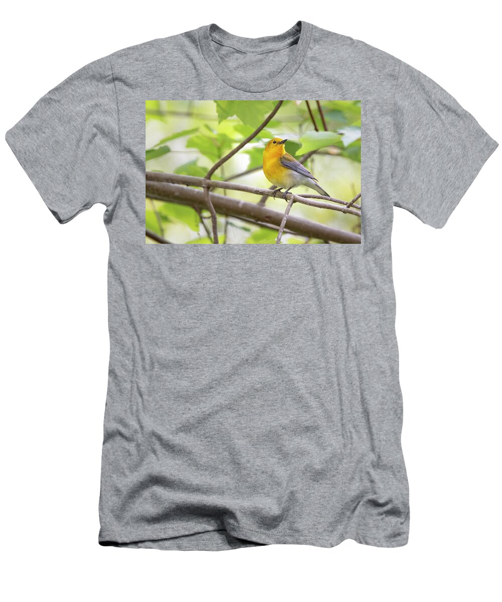 Prothonotary Warbler T-Shirt featuring the photograph A Prothonotary Warbler is Perched in the Croatan National Forest by Bob Decker