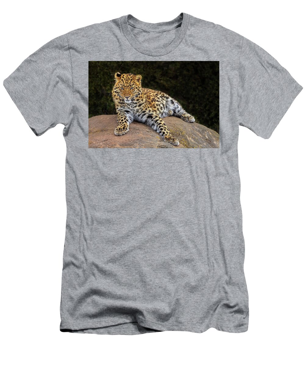 Leopard T-Shirt featuring the photograph Amur Leopard by Susan Candelario