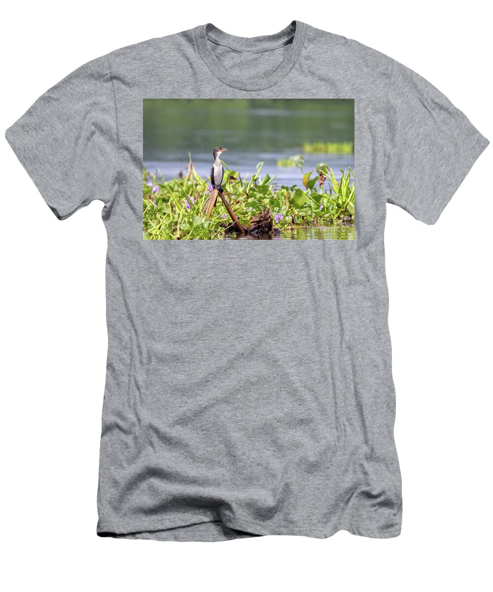 Bird T-Shirt featuring the photograph An immature long-tailed cormorant, microcarbo africanus, perched on the banks of Lake Edward, Uganda, and surrounded by water hyacinth by Jane Rix