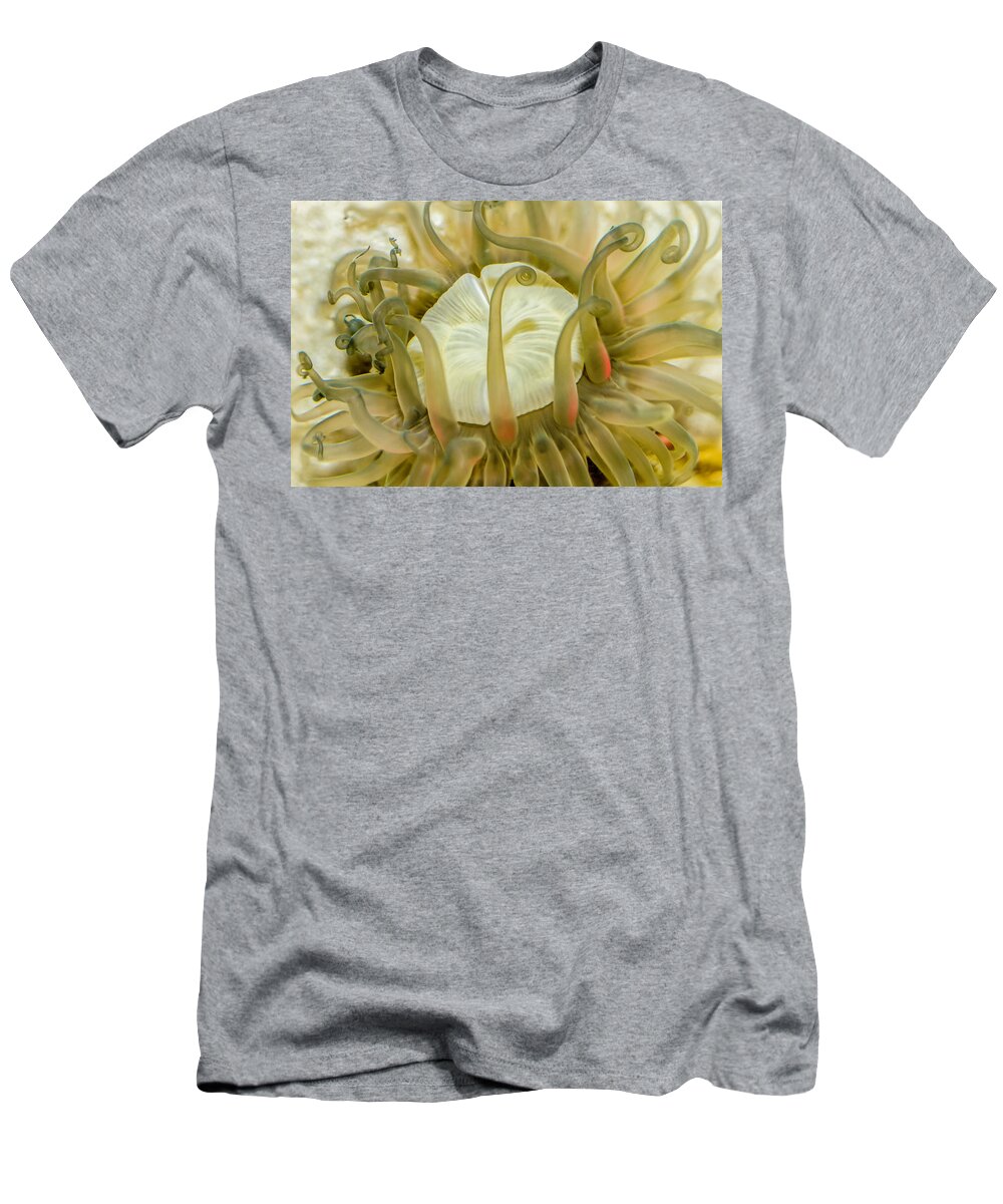 Anemone T-Shirt featuring the photograph Sea Anemone with Red by WAZgriffin Digital