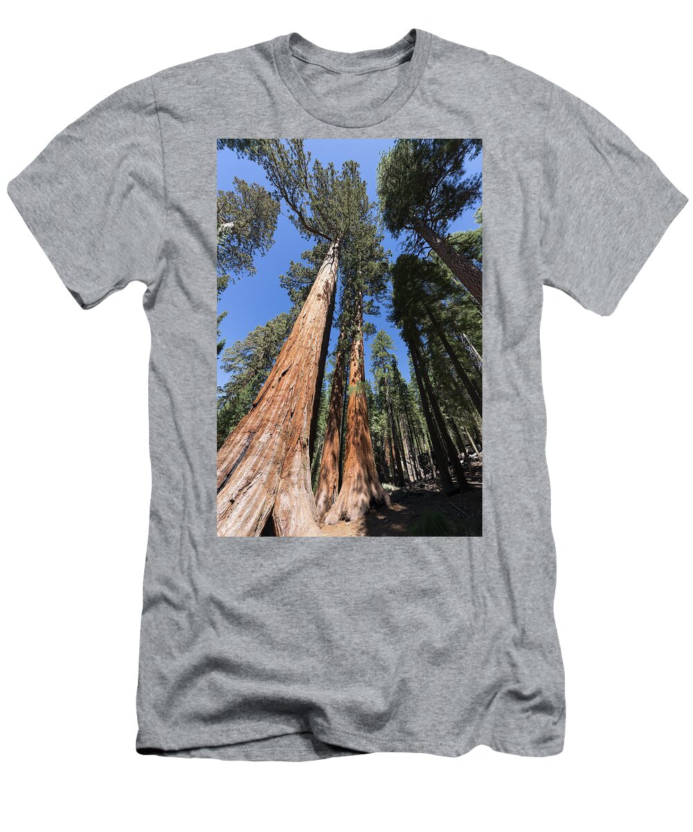 Yosemite T-Shirt featuring the photograph Yosemite Sequoia by Paul Plaine