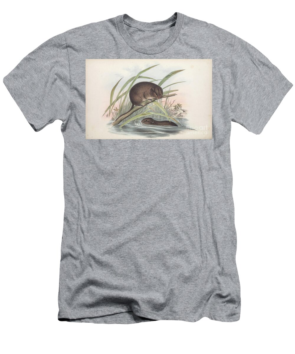 Bush Rat T-Shirt featuring the drawing Australian bush rat Rattus fuscipes c4 by Historic Illustrations