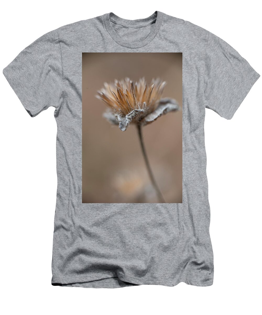 Autumn T-Shirt featuring the photograph Autumn Dried Flower by Phil And Karen Rispin