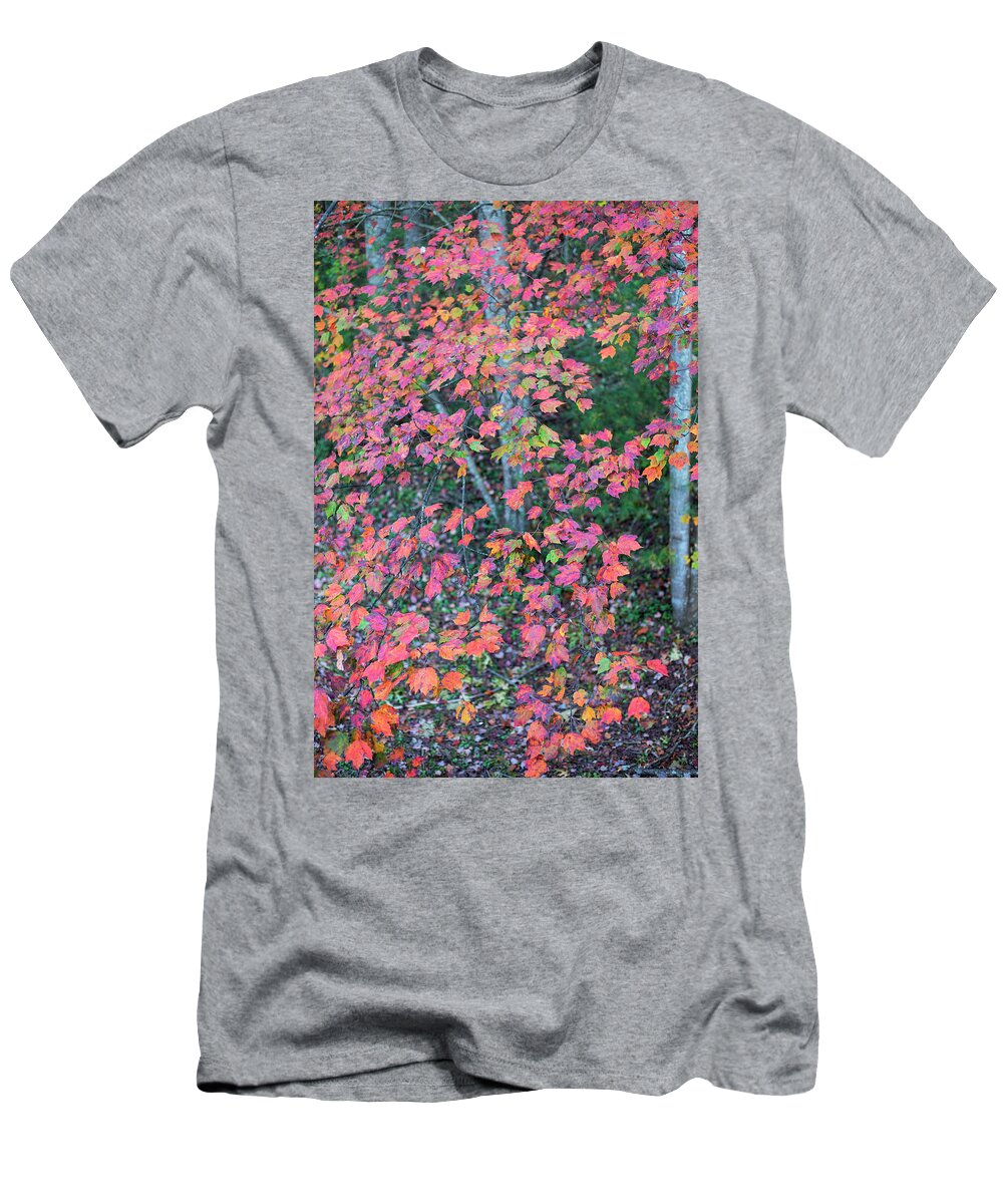North America T-Shirt featuring the photograph Autumn White Poplar Leaves by Charles Floyd