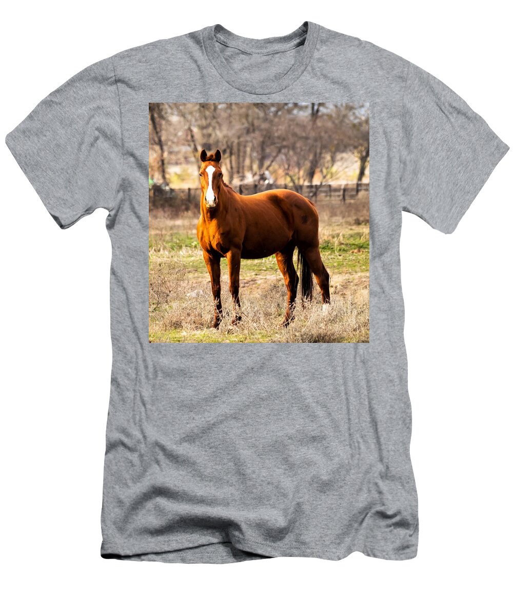 Horse T-Shirt featuring the photograph Bay Horse 2 by C Winslow Shafer