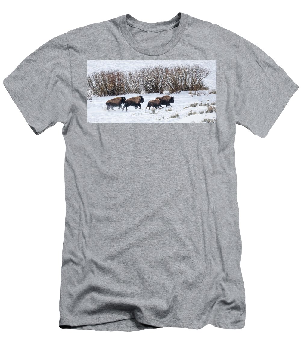 Yellowstone National Park T-Shirt featuring the photograph Bison Running by Cheryl Strahl