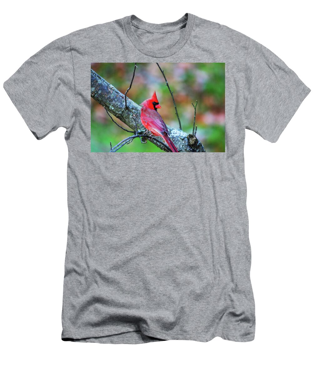Bright Red Cardinal T-Shirt featuring the photograph Bright Red Cardinal In A Tree by Karol Livote