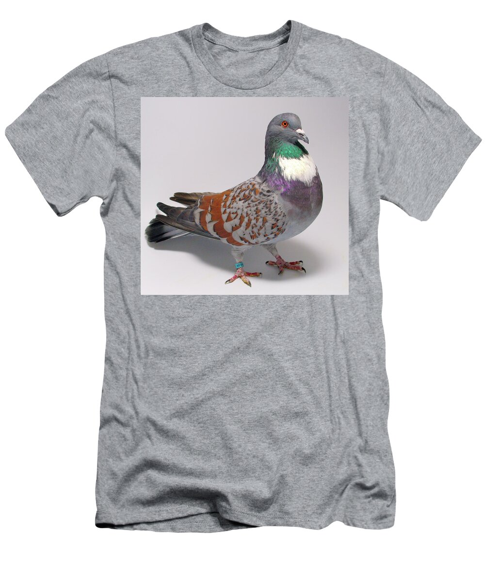 Pigeon T-Shirt featuring the photograph Cauchois Pigeon by Nathan Abbott