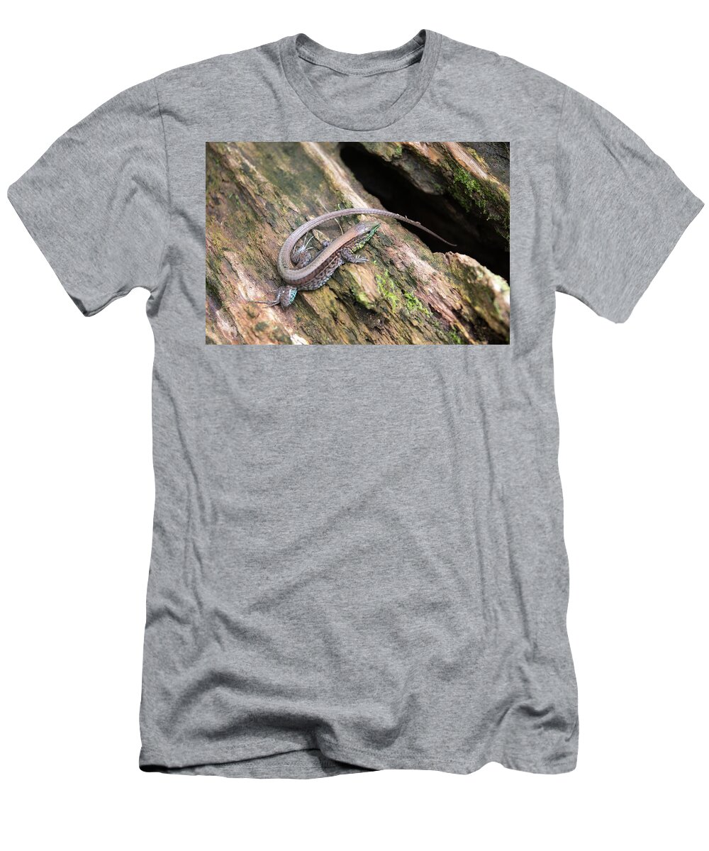Four-lined T-Shirt featuring the photograph Costa Rica Four Lined Whiptail Ameiva quadrilineata by Norma Brandsberg