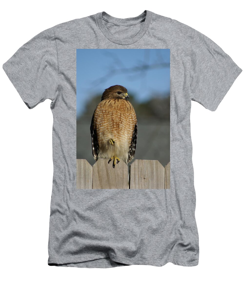  T-Shirt featuring the photograph Chilling Hawk by Heather E Harman