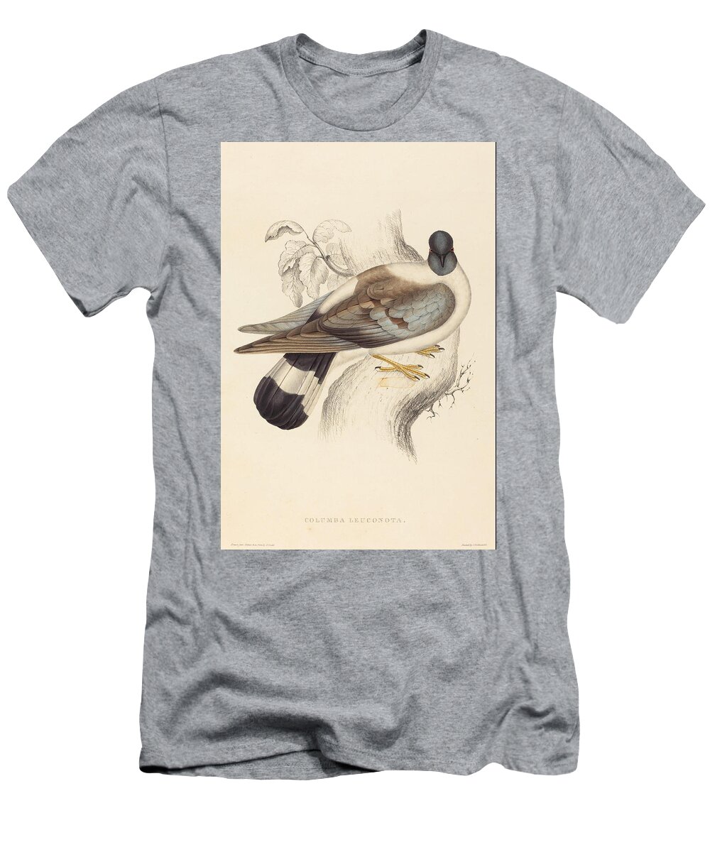 Elizabeth Gould T-Shirt featuring the painting Columba Leuconota Snow Pigeon  by Elizabeth Gould
