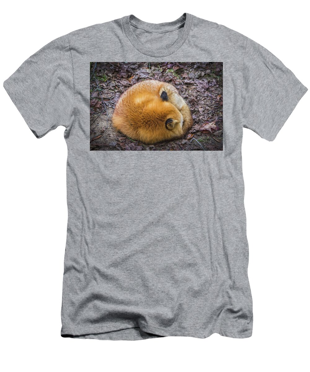 Fox T-Shirt featuring the photograph Curled Up Tight by Jason Roberts