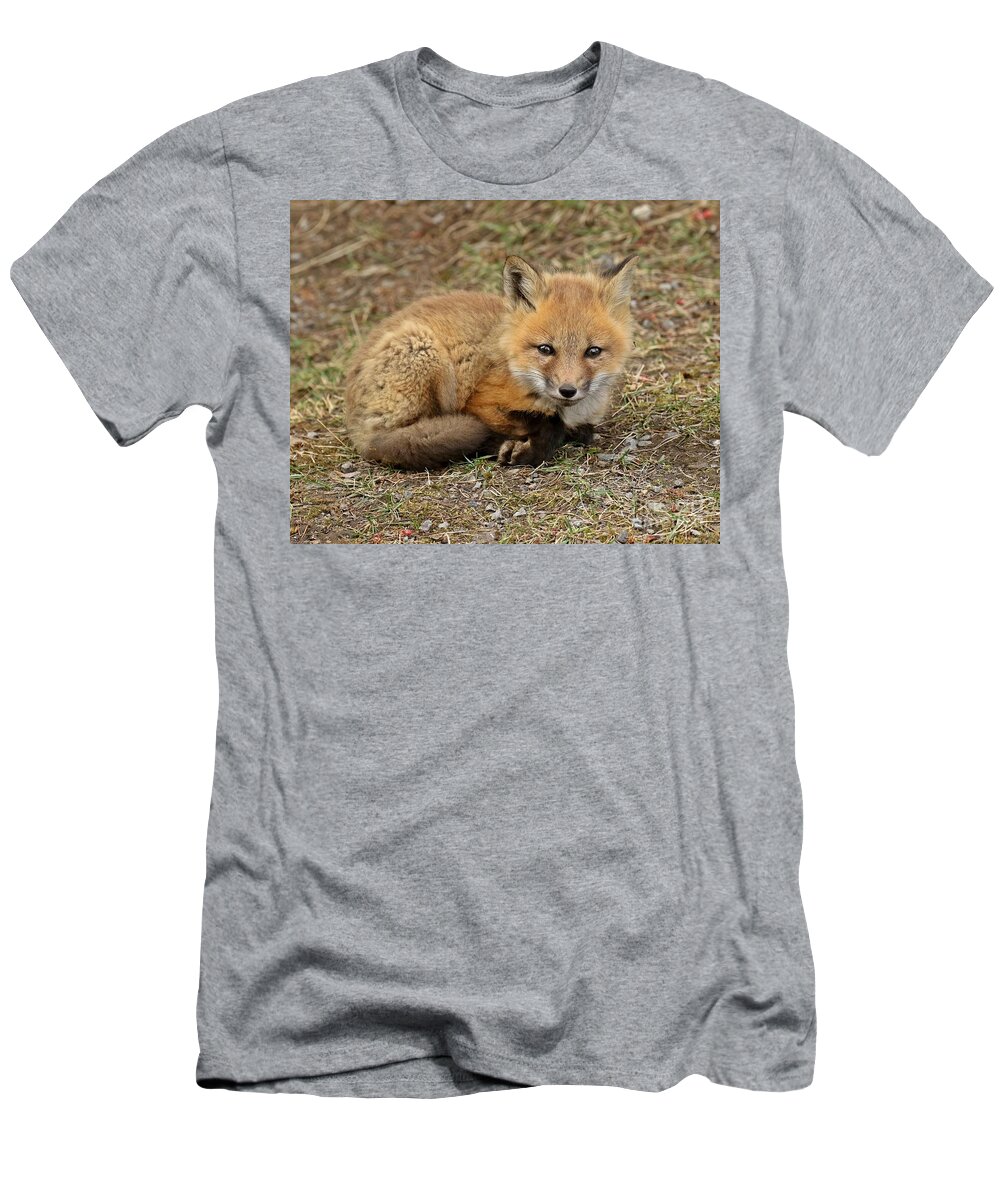 Baby Fox T-Shirt featuring the photograph Cuteness overload by Heather King