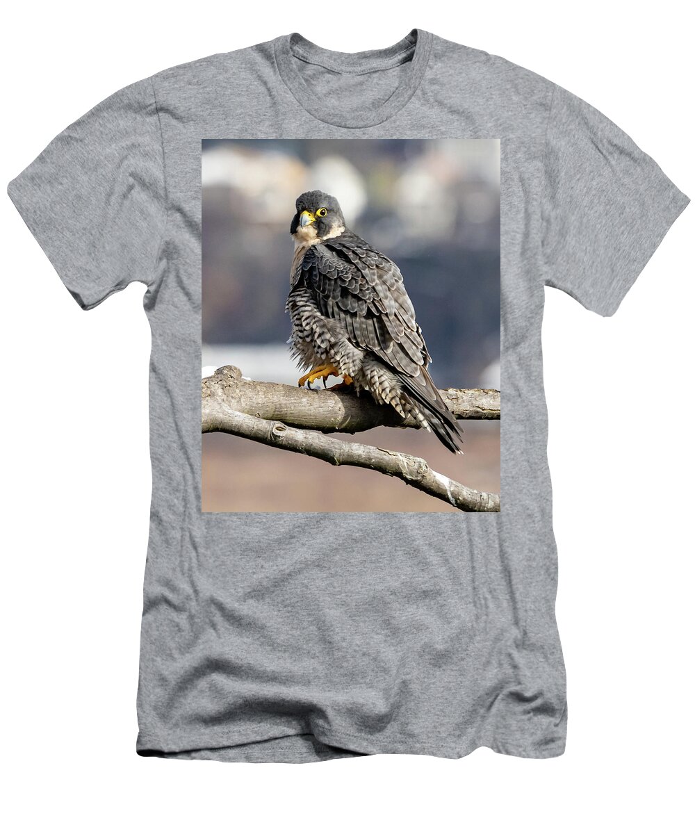 Birds T-Shirt featuring the photograph Falcon in Winter-2 by Kevin Suttlehan