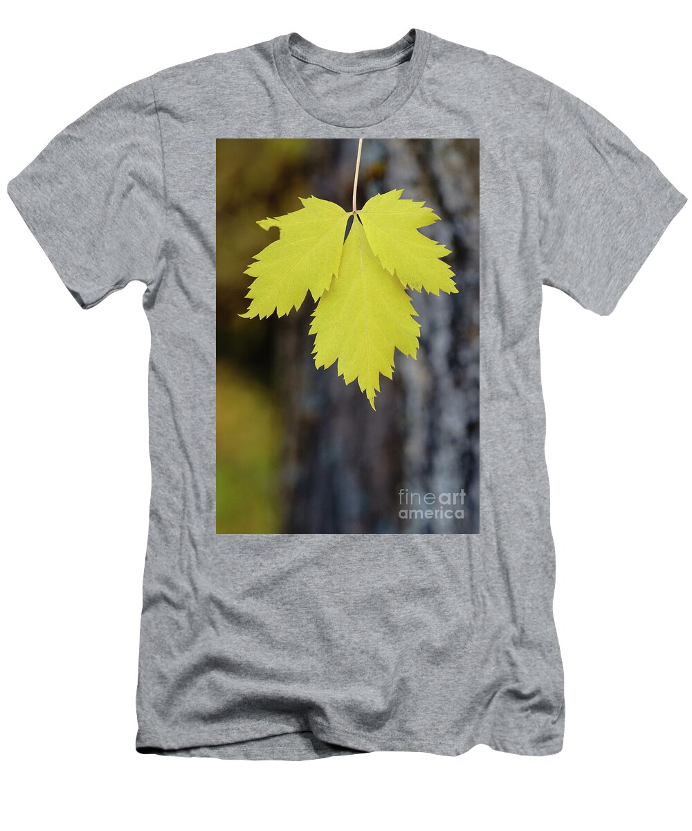 10k Trail T-Shirt featuring the photograph Fall Leaf by Maresa Pryor-Luzier