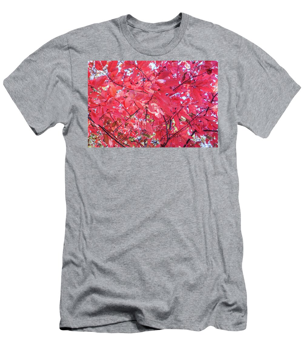 Maple T-Shirt featuring the photograph Fall Maple Reds by Ed Williams