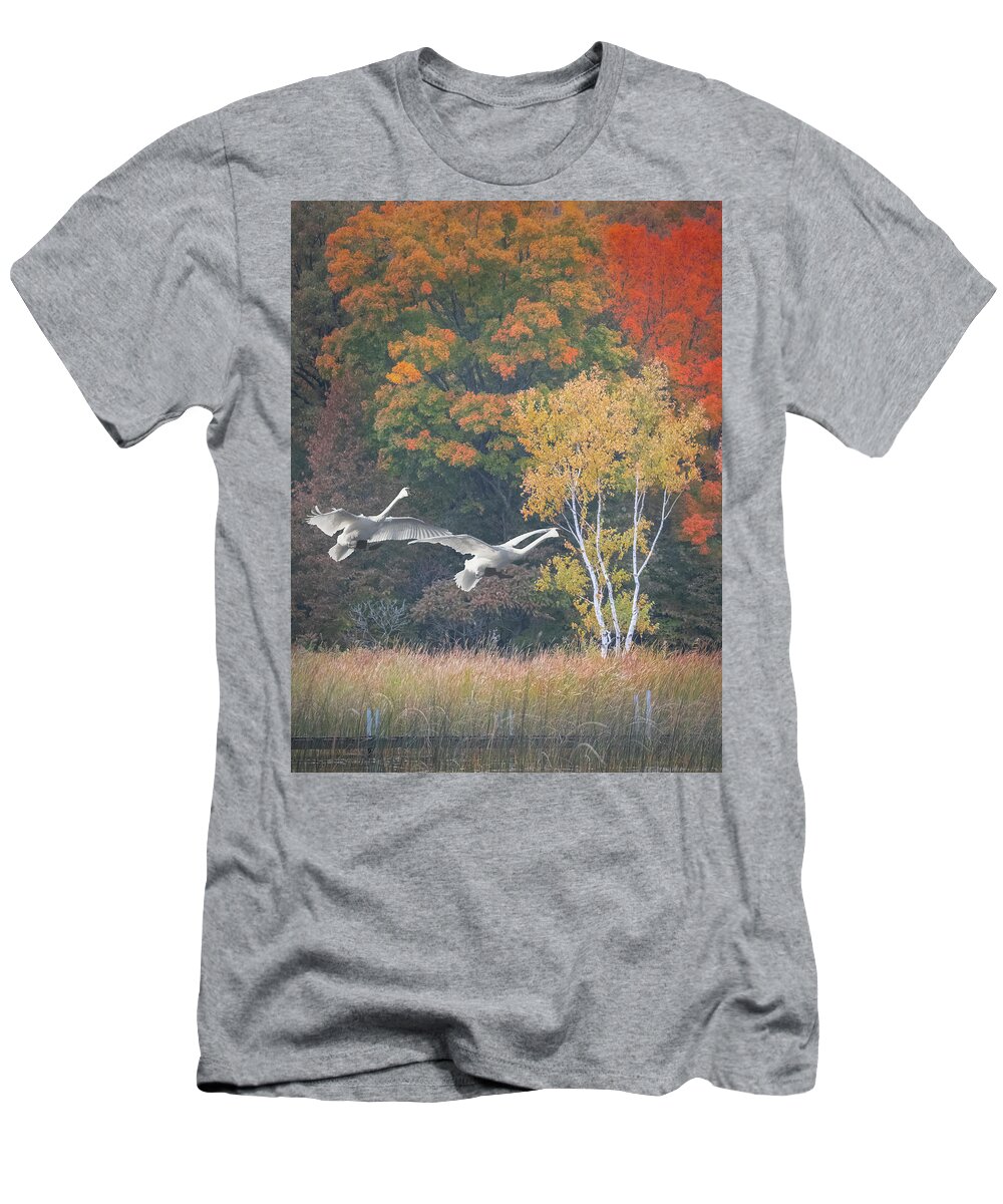 Swans In Flight T-Shirt featuring the photograph Fall Swan Landing - Vertical by Patti Deters