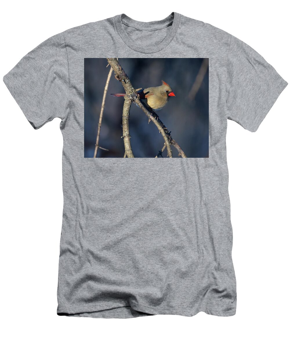 Bird T-Shirt featuring the photograph Female Cardinal on Branch by Flinn Hackett