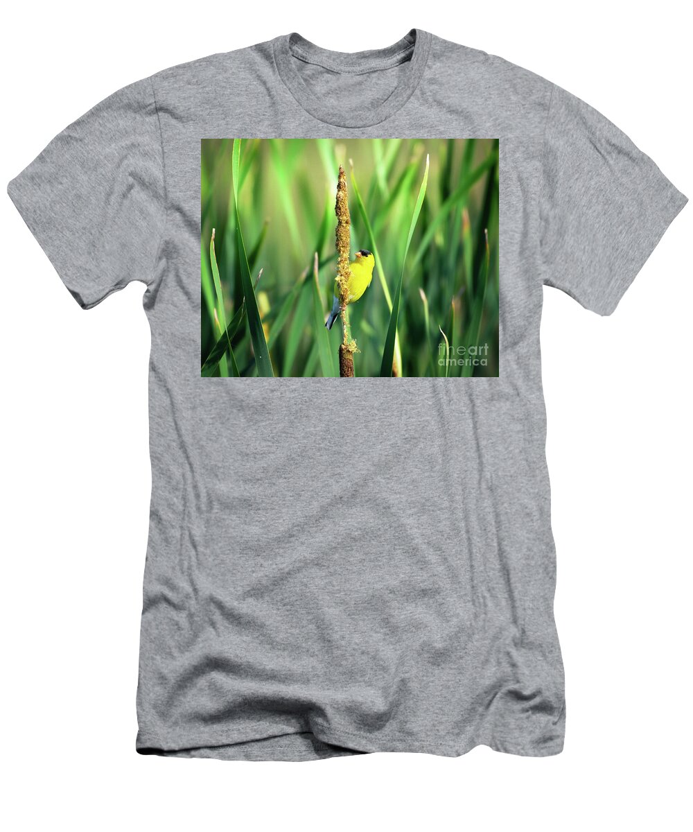 Gold Finch T-Shirt featuring the photograph Gold Finch - Garden Birds by Rehna George