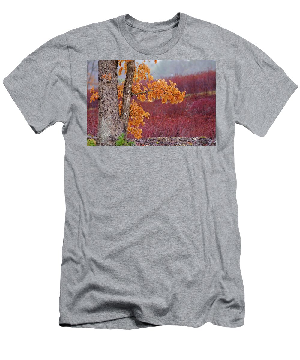 New Hampshire T-Shirt featuring the photograph Golden Oak by Jeff Sinon