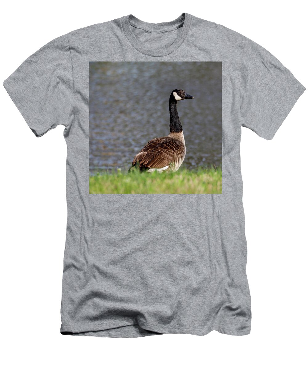 Birds T-Shirt featuring the photograph Goose by David Beechum