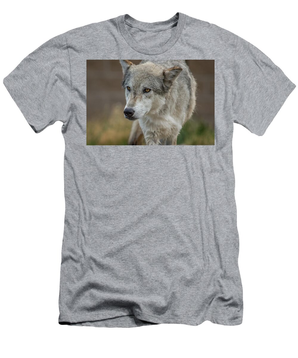 Grey Wolf T-Shirt featuring the photograph Grey Wolf Eyes by Yeates Photography