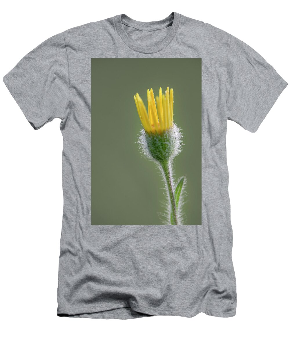 Groundsel T-Shirt featuring the photograph Groundsel Flower by Karen Rispin