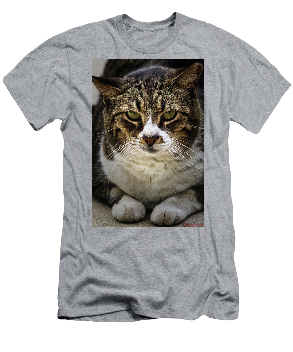 Cat T-Shirt featuring the photograph Gypsy The Loaner by Rene Vasquez