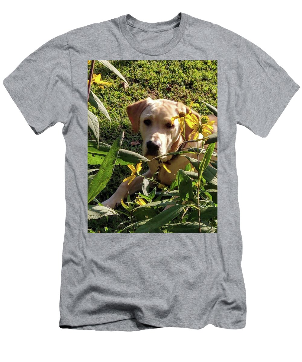 Yellow Lab T-Shirt featuring the photograph Hanging with the Maxamillians by Kim Galluzzo Wozniak