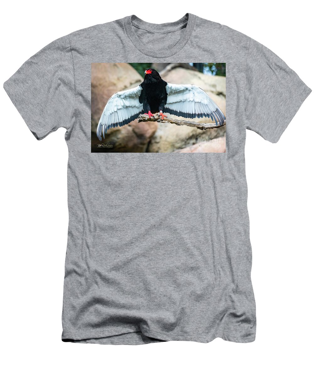 Bateleur Eagle T-Shirt featuring the photograph Look at My Wingspan by David Levin