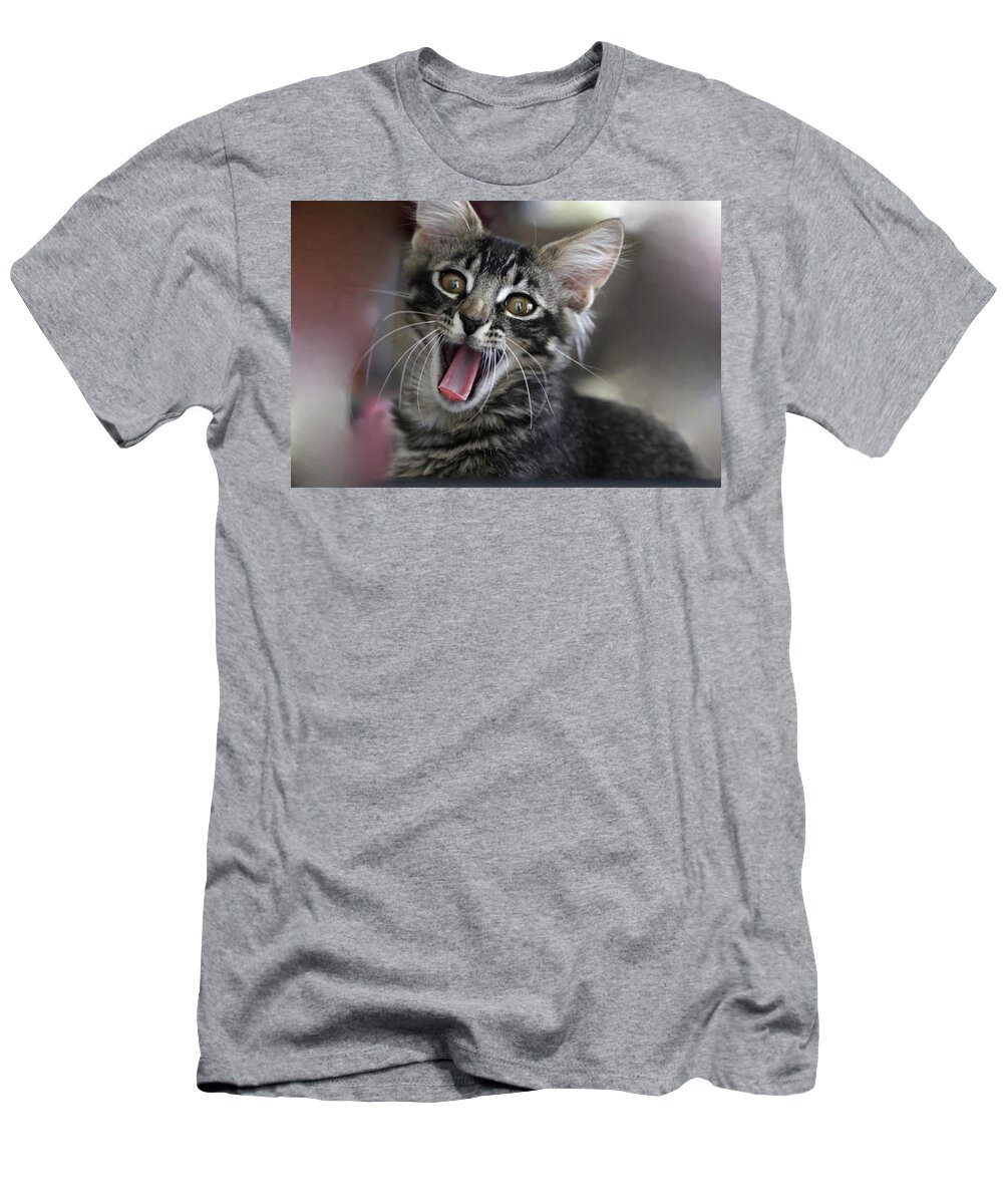 Maine Coon T-Shirt featuring the photograph Maine Coon Cat 5 by Mingming Jiang