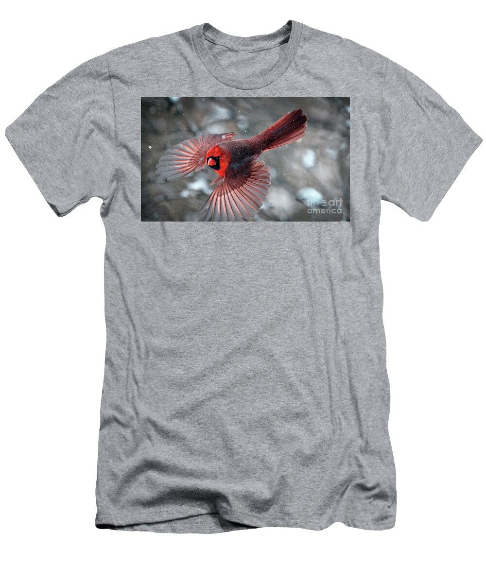 Northern Cardinal T-Shirt featuring the photograph Male Northern Cardinal in a Snow Storm by Sandra Rust