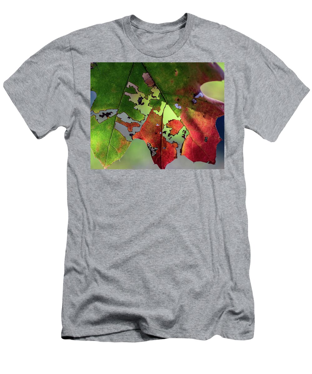 Trees T-Shirt featuring the photograph New York Fall Colors 2020 by Amelia Pearn