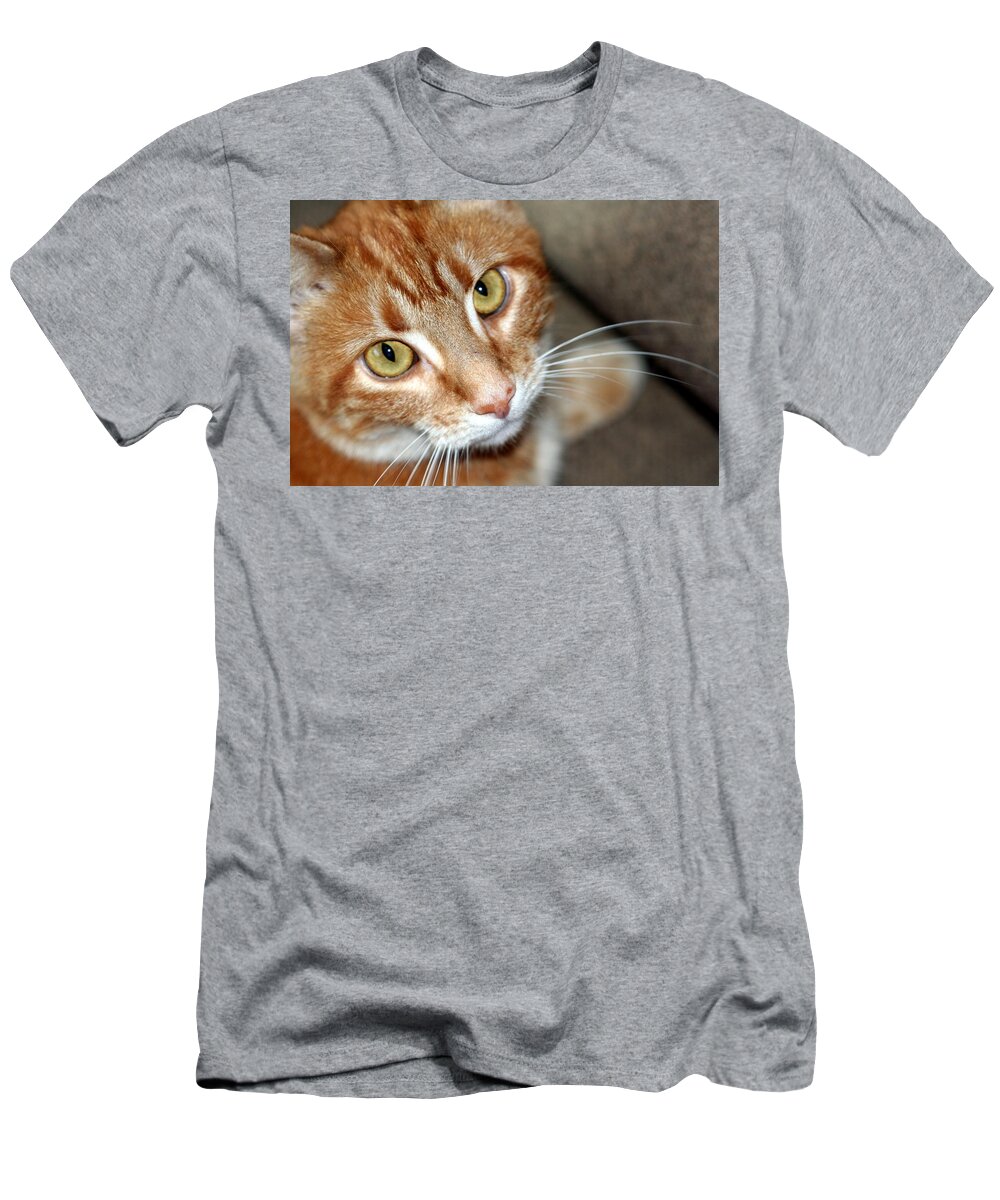 Orange And White Cat T-Shirt featuring the photograph Orange And White Cat Looking At Camera by Valerie Collins