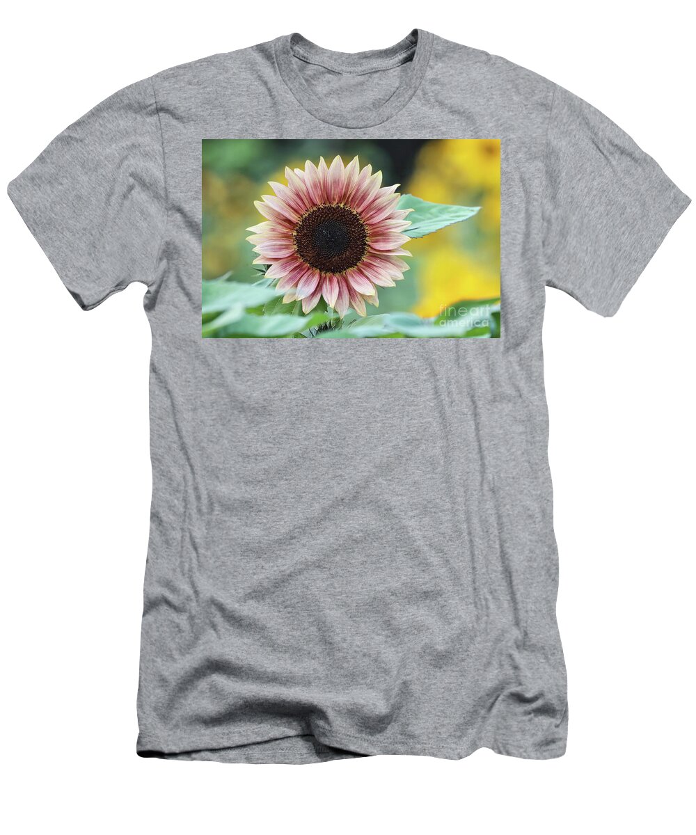 Sunflower T-Shirt featuring the photograph Pink Sunflower by Vivian Krug Cotton