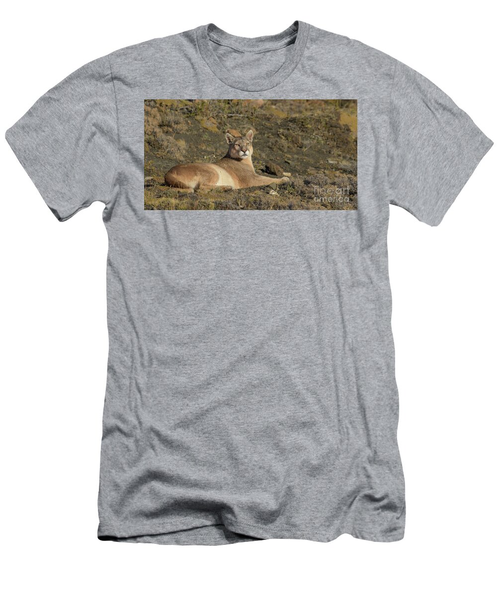 Chile T-Shirt featuring the photograph Puma Basking in the Sun by Patrick Nowotny