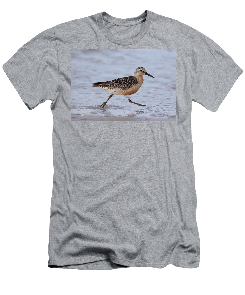 Red Knot T-Shirt featuring the photograph Red Knot on the Run by Mingming Jiang