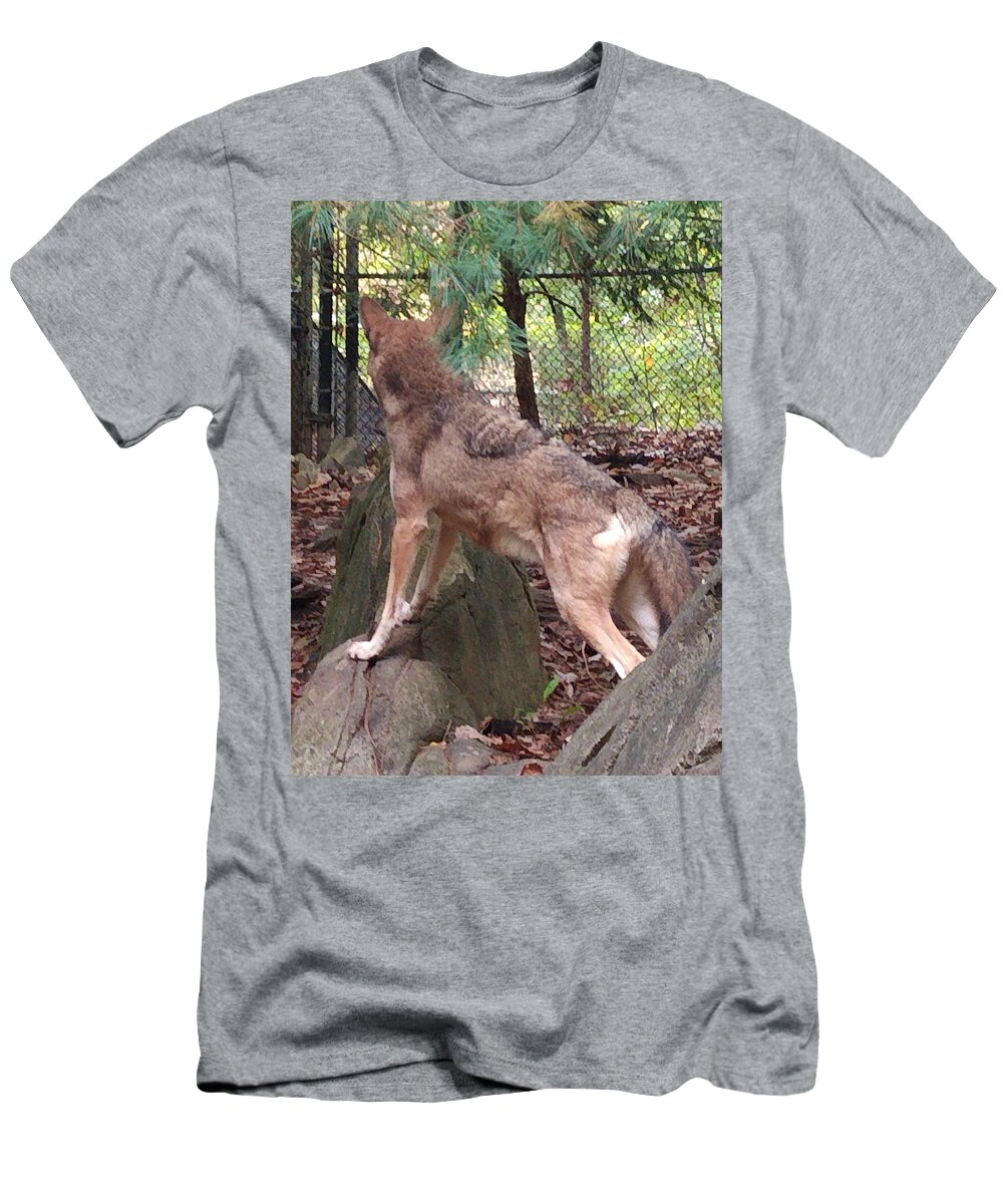 Wolf T-Shirt featuring the photograph Red Wolf Asheboro NC Zoo by Kim Galluzzo Wozniak