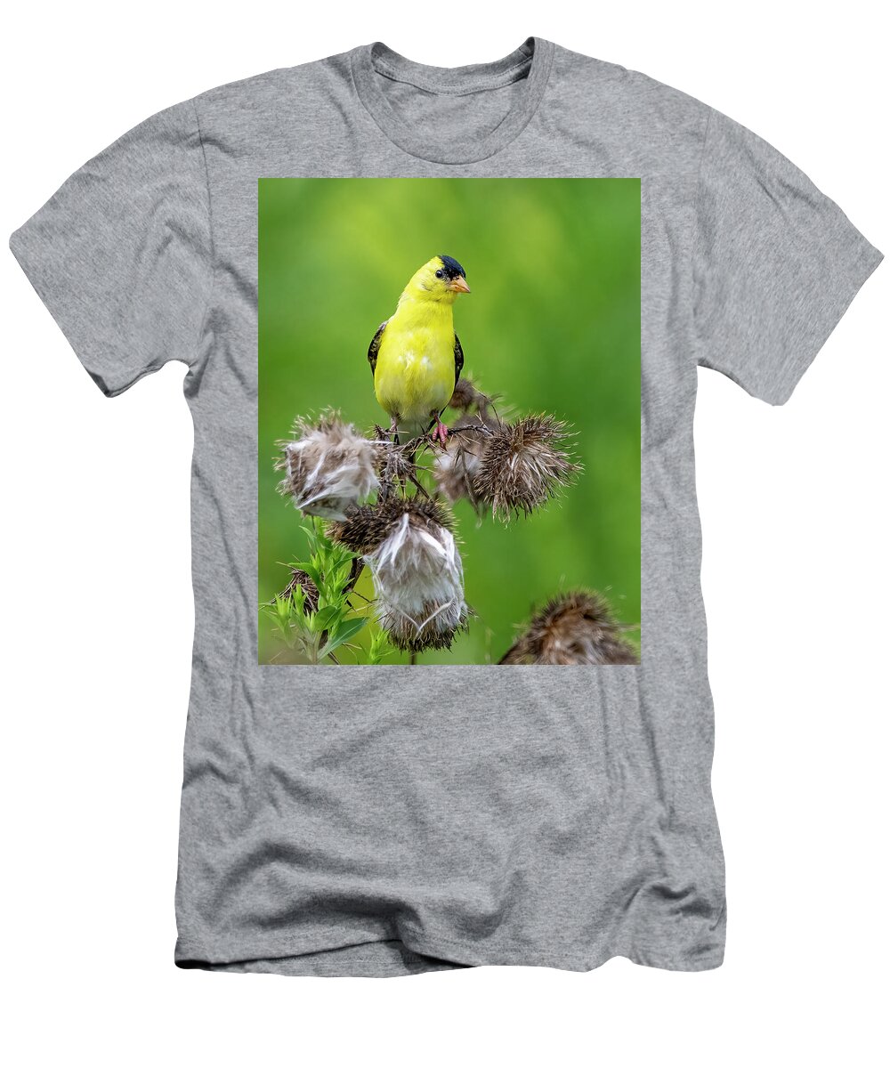 Goldfinch T-Shirt featuring the photograph Season's End by Regina Muscarella